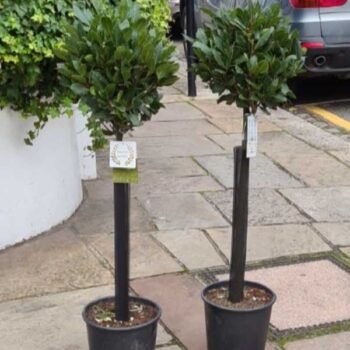 Bay standards pair