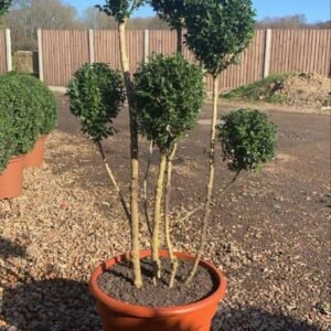 Buxus bonsai cloud