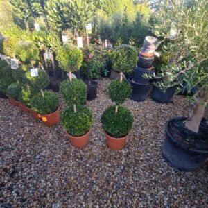 Plant-Gallery-1