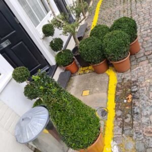 Plant-Gallery-10