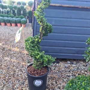 Plant-Gallery-11