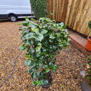 Plant-Gallery-12
