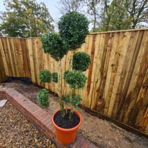 Plant-Gallery-13