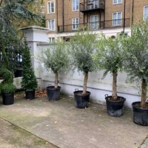Plant-Gallery-15