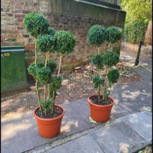Plant-Gallery-17