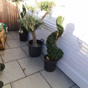 Plant-Gallery-2