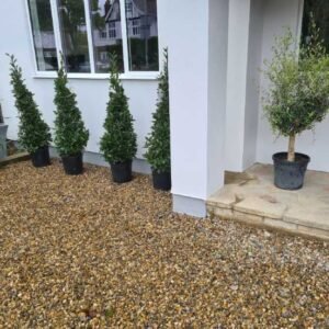 Plant-Gallery-20