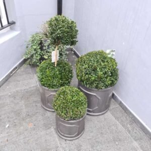 Plant-Gallery-22
