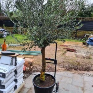Plant-Gallery-24