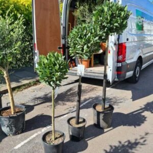 Plant-Gallery-25