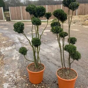 Plant-Gallery-30