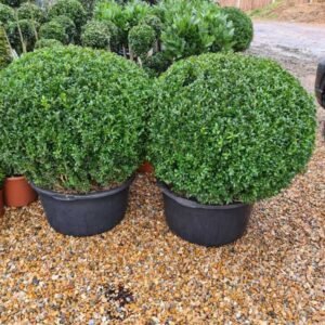 Plant-Gallery-31