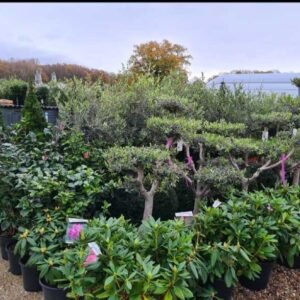 Plant-Gallery-4
