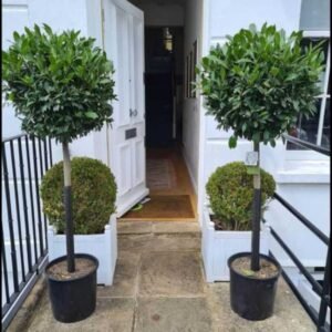 Plant-Gallery-9
