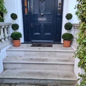 Trio buxus seprivus pair