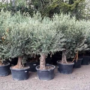 Gnarled olives reduced