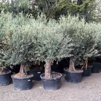 Gnarled olives reduced