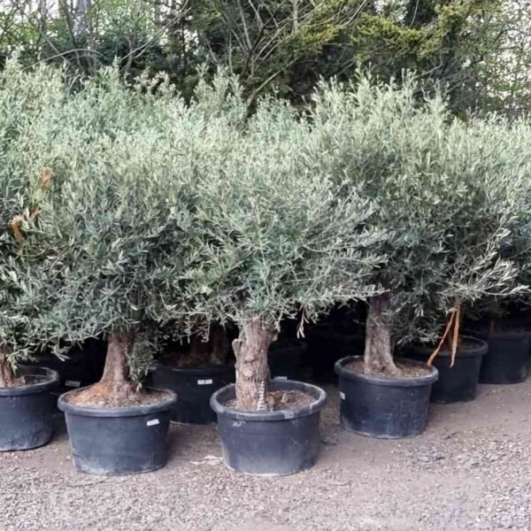 Gnarled olives reduced