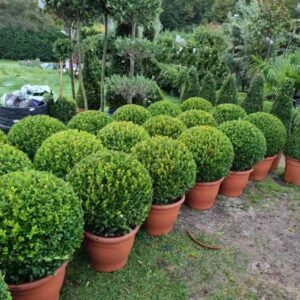 Buxus Globes
