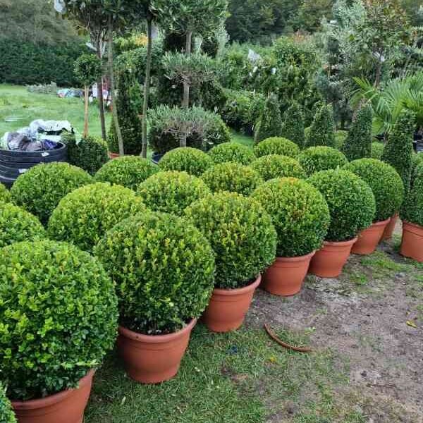 Buxus Globes