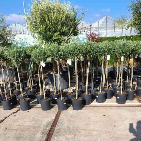 Clipped Olive Standards