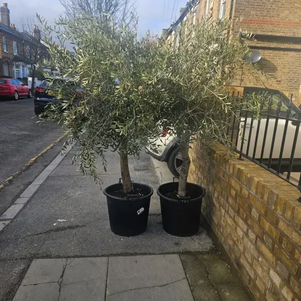 Wild Olives