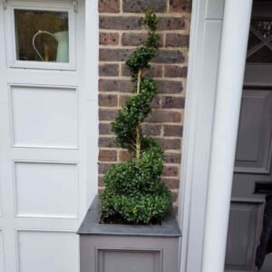 Buxus Boxwood Spiral