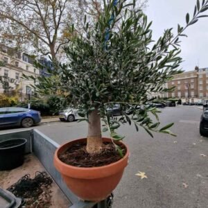 Miniature Olive