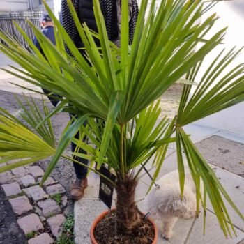 Thrachycarpus Fortunei Palm