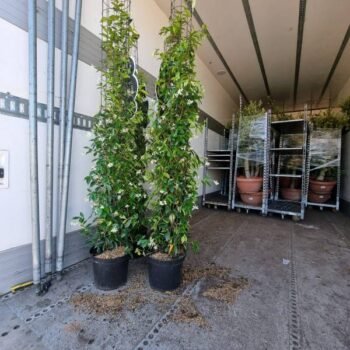 Jasmin cylinder