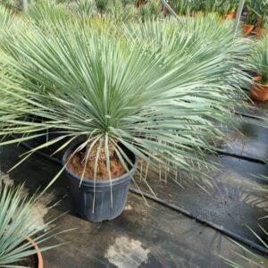 Yucca blue Swan