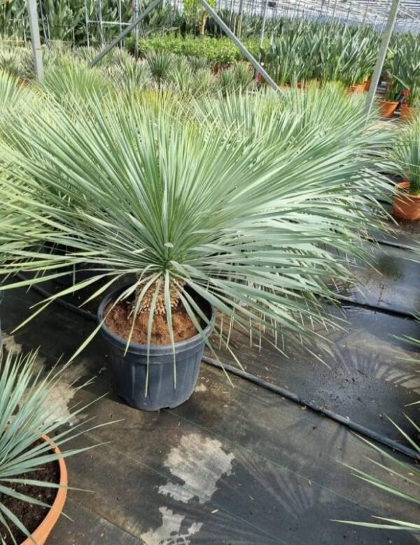 Yucca blue Swan