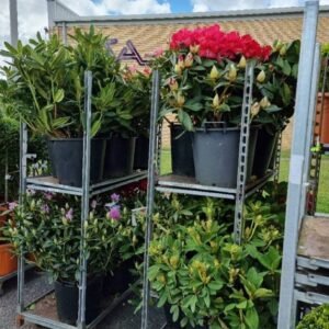 Rhododendrons pot grown