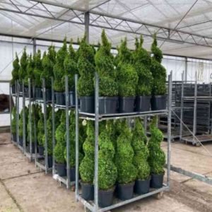 Buxus twisted topiary