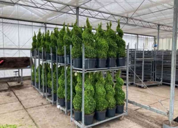 Buxus twisted topiary