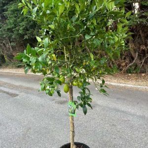 Lemon tree pot grown half standard