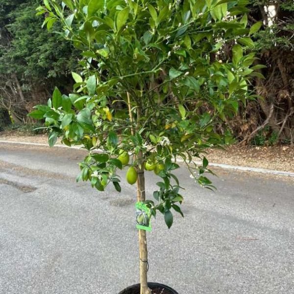 Lemon tree pot grown half standard