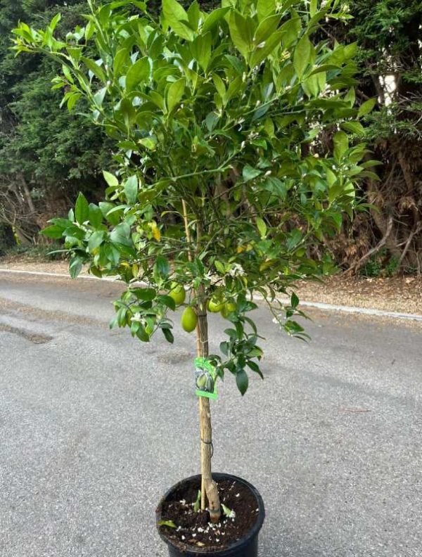 Lemon tree pot grown half standard