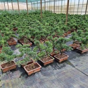 Outdoor bonsai