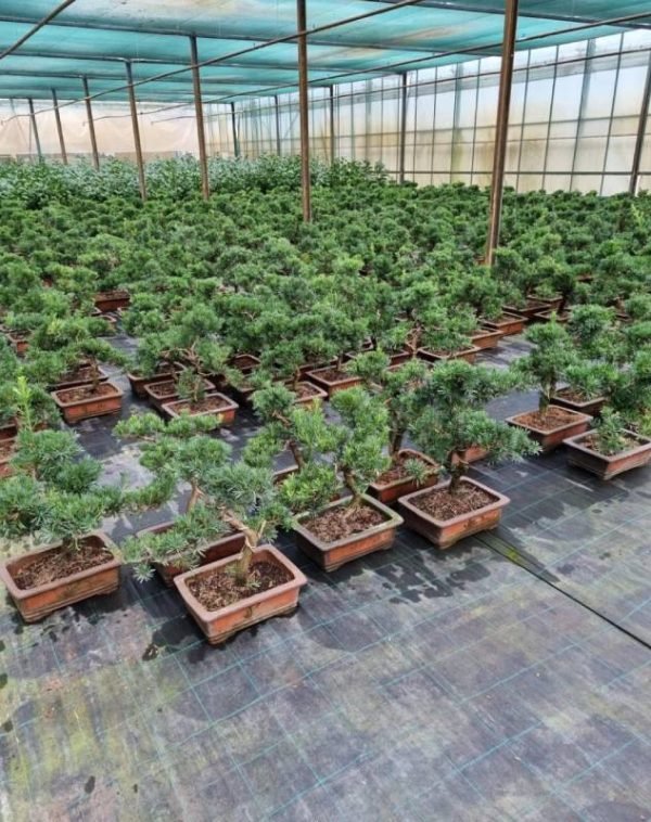 Outdoor bonsai