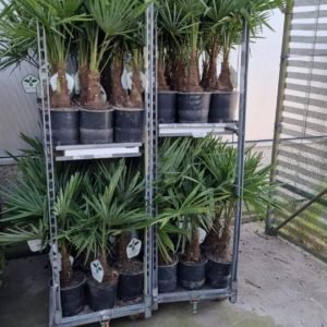 Small Eagle palms