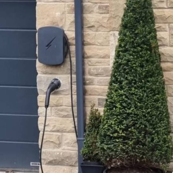 Taxus pyramid