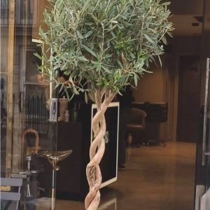 Dual stem twisted grown Olive tree
