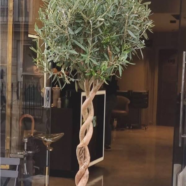 Dual stem twisted grown Olive tree