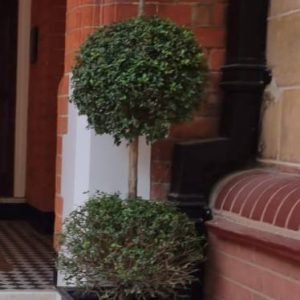 Ligustum trio topiary