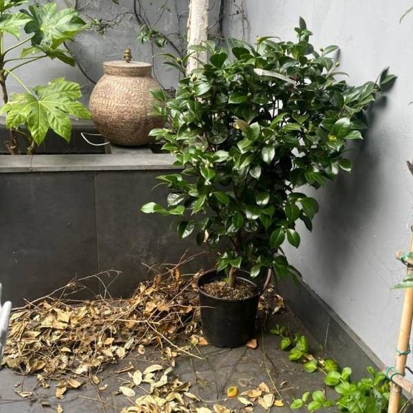 Pot grown Camellia