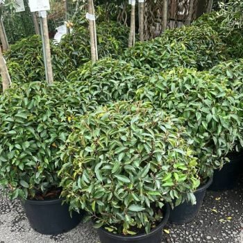 Prunus globes