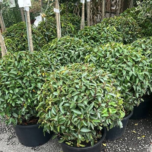 Prunus globes