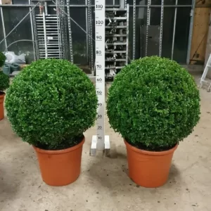 Buxus balls 60-70cm