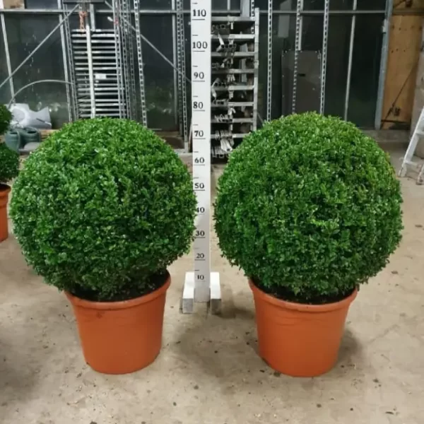 Buxus balls 60-70cm